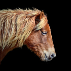 Assateague Pony