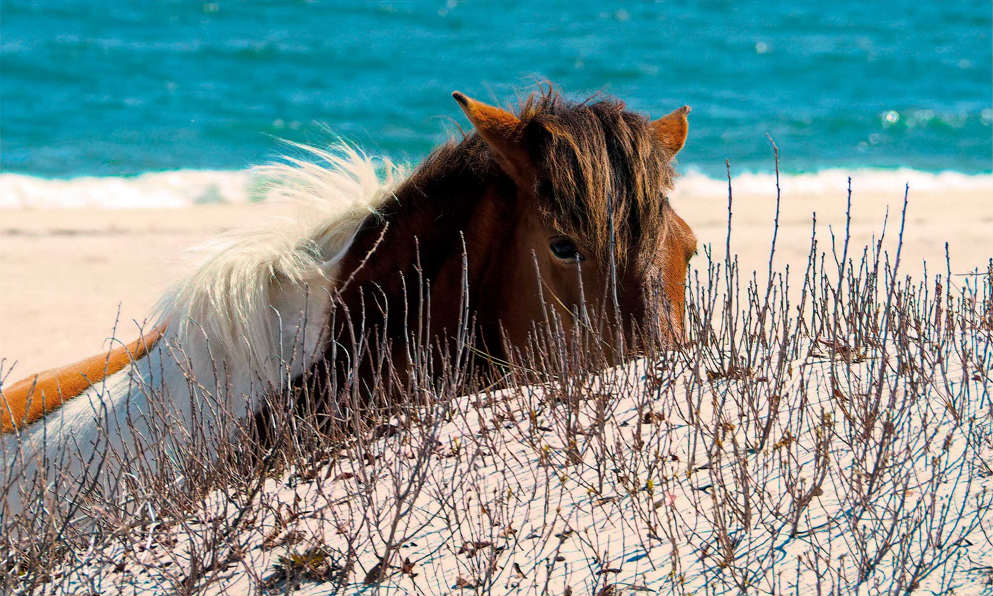 Assateague Pony Peekaboo